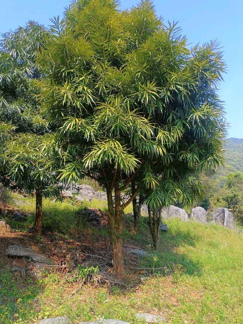 百年青松万年柳，大量罗汉松又名百日青清场处理