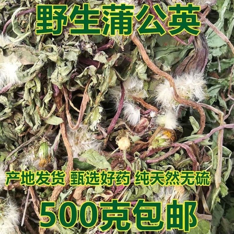 野生蒲公英天然晒干切片泡茶特级新货蒲公英茶婆婆丁养生茶