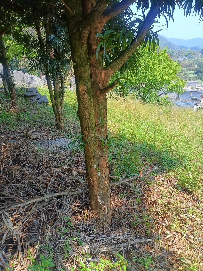百年青松万年柳，大量罗汉松又名百日青清场处理