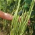 夏丰618豇豆种子早中熟白籽白花翠绿条耐热耐老基地专用