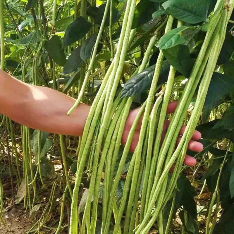 夏丰618豇豆种子早中熟白籽白花翠绿条耐热耐老基地专用