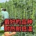 夏丰618豇豆种子早中熟白籽白花翠绿条耐热耐老基地专用