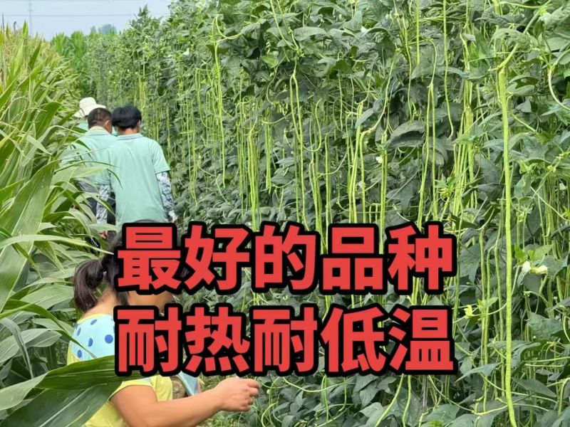 夏丰618豇豆种子早中熟白籽白花翠绿条耐热耐老基地专用