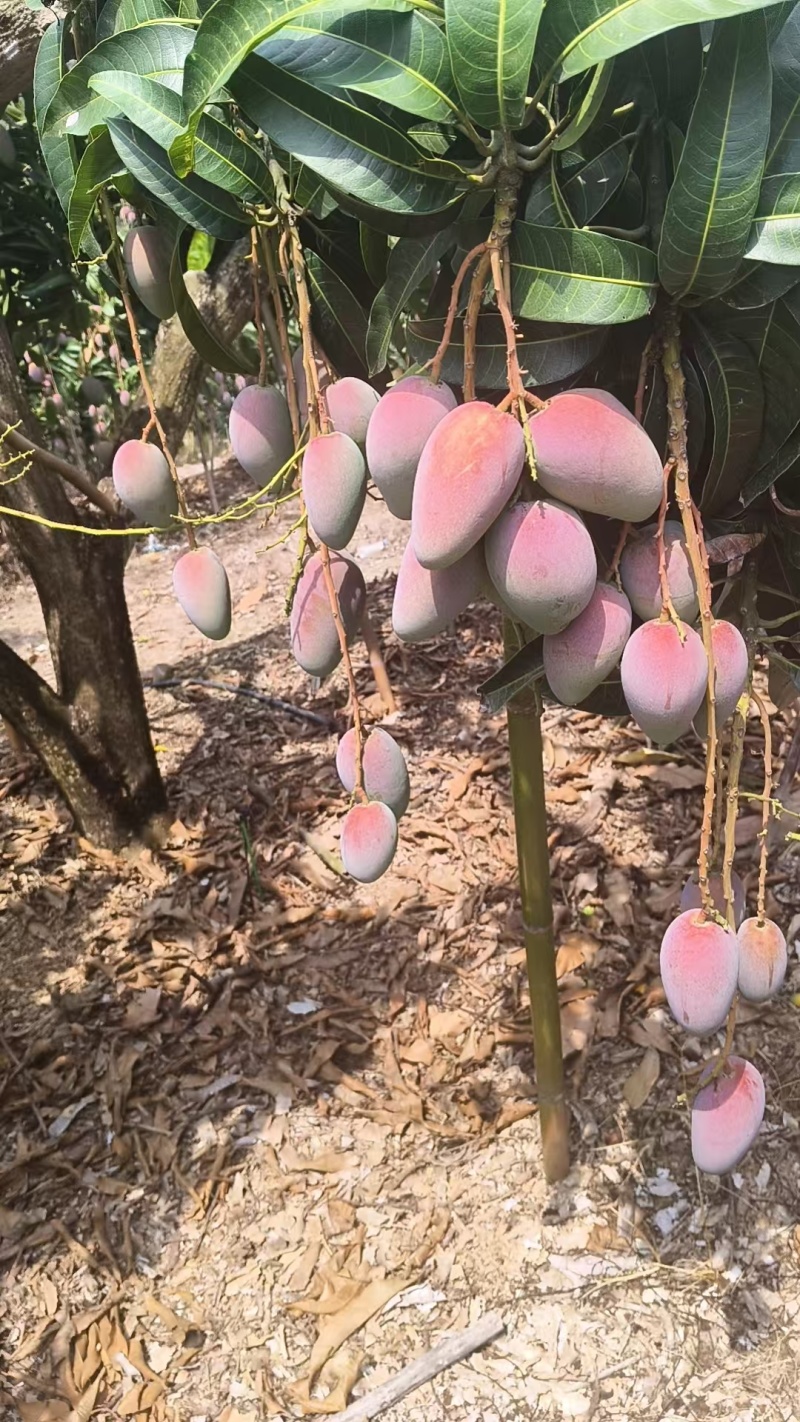 （推荐）贵妃芒果，红金龙，小贵妃，市场果，电商果