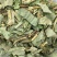 中草药大叶金钱草泡水喝广西金钱草中药材中草药