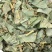 中草药大叶金钱草泡水喝广西金钱草中药材中草药