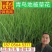 优质马蔺马兰杯苗产地直发自家基地保质保量发货