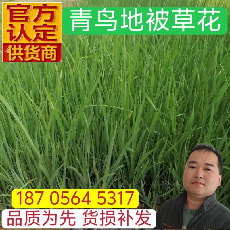 优质马蔺马兰杯苗产地直发自家基地保质保量发货