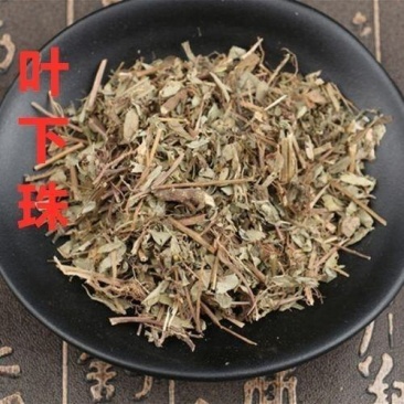 叶下珠中药材叶下珠野生珍珠草鱼鳞草珍珠草新货