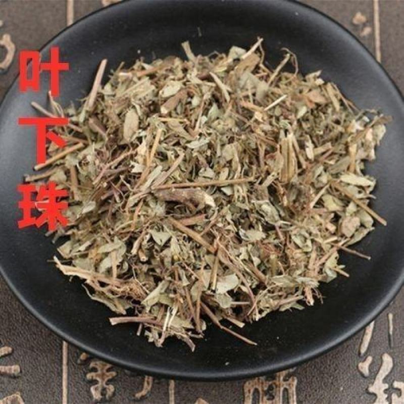 叶下珠中药材叶下珠野生珍珠草鱼鳞草珍珠草新货