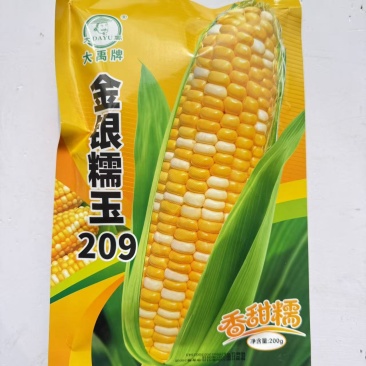 金银糯玉209超甜双色水果玉米种子特大高产甜玉米种子