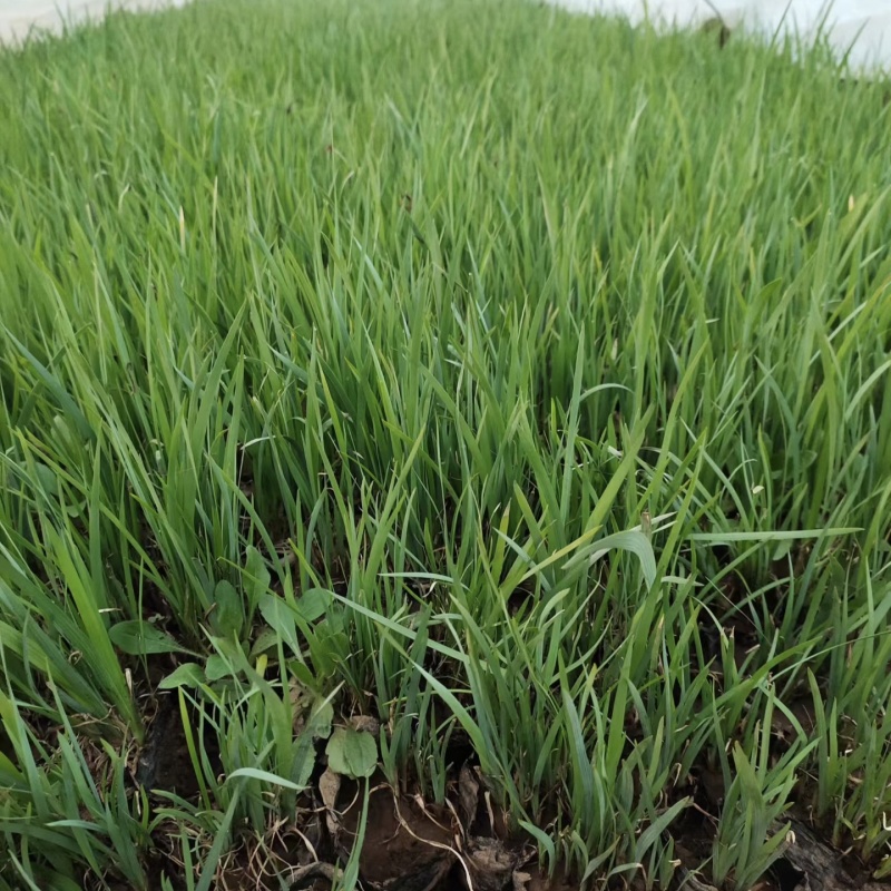 优质马蔺马兰杯苗产地直发自家基地保质保量发货