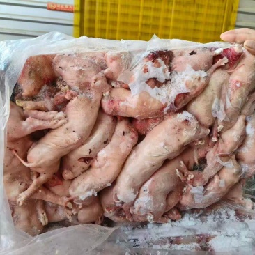 胎猪