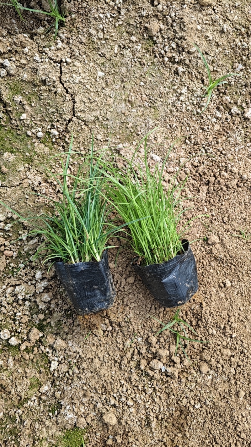 青绿苔草苔草地被植物盆栽地被草花