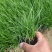 青绿苔草苔草地被植物盆栽地被草花