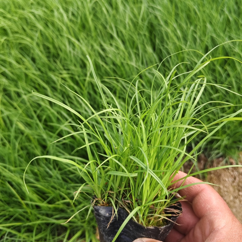 青绿苔草苔草地被植物盆栽地被草花