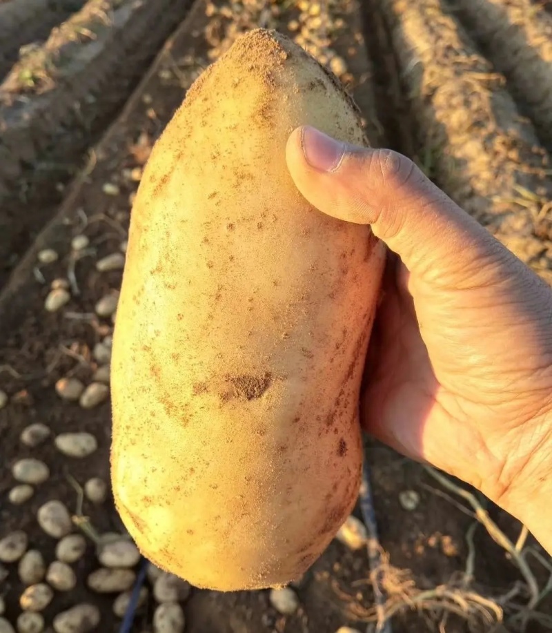 荷兰十五土豆/新土豆黄皮黄心/规格齐全/量大从优/发全国