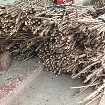华南9号黄心木薯苗最后3000斤