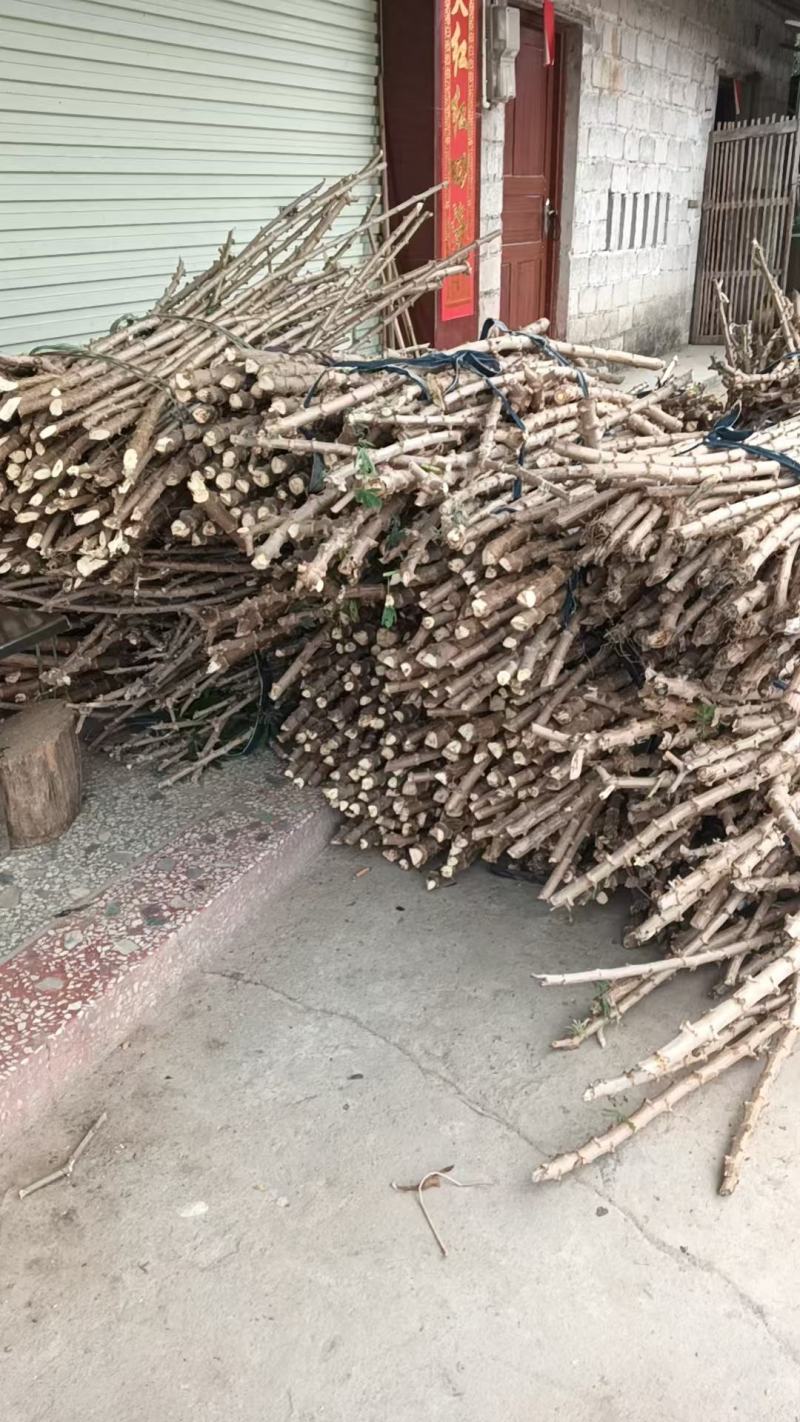 华南9号黄心木薯苗最后3000斤