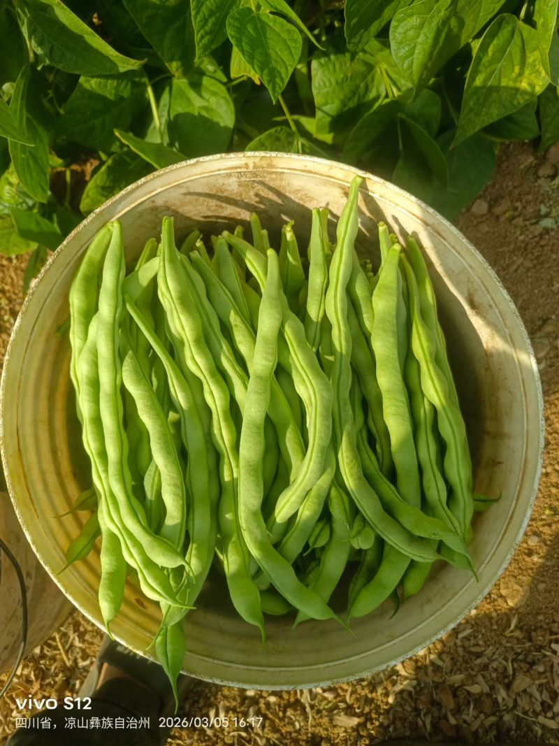 四川攀枝花大青豆