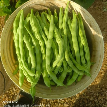 四川攀枝花大青豆