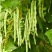 芸冠40芸豆种子春秋播耐热抗病豆角种籽肉厚嫩荚白绿色菜豆