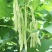 芸冠40芸豆种子春秋播耐热抗病豆角种籽肉厚嫩荚白绿色菜豆