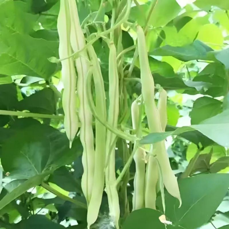 芸冠40芸豆种子春秋播耐热抗病豆角种籽肉厚嫩荚白绿色菜豆