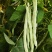 芸冠40芸豆种子春秋播耐热抗病豆角种籽肉厚嫩荚白绿色菜豆