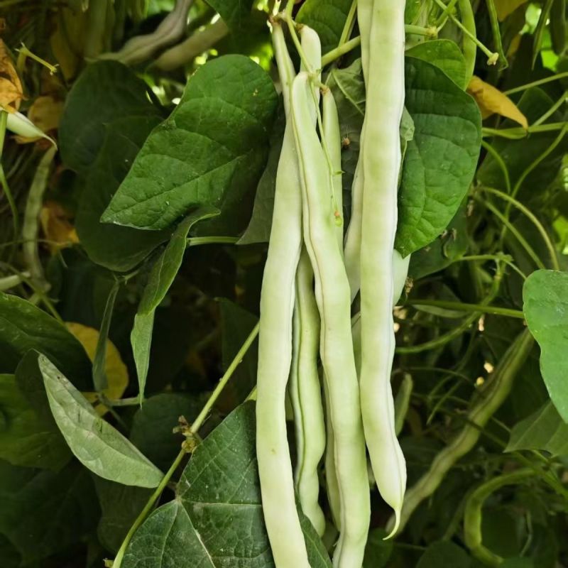 芸冠40芸豆种子春秋播耐热抗病豆角种籽肉厚嫩荚白绿色菜豆