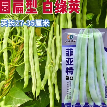 架豆种子菲亚特架豆王种子中熟蔓生白绿芸豆圆扁豆角种籽