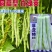 架豆种子菲亚特架豆王种子中熟蔓生白绿芸豆圆扁豆角种籽