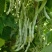 架豆种子菲亚特架豆王种子中熟蔓生白绿芸豆圆扁豆角种籽