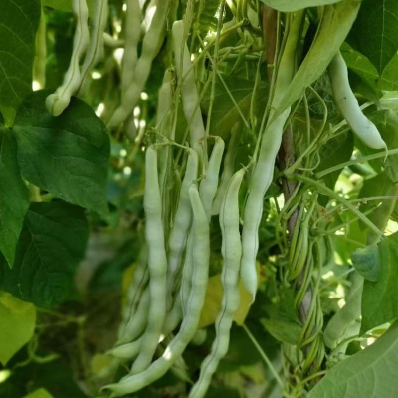 架豆种子菲亚特架豆王种子中熟蔓生白绿芸豆圆扁豆角种籽