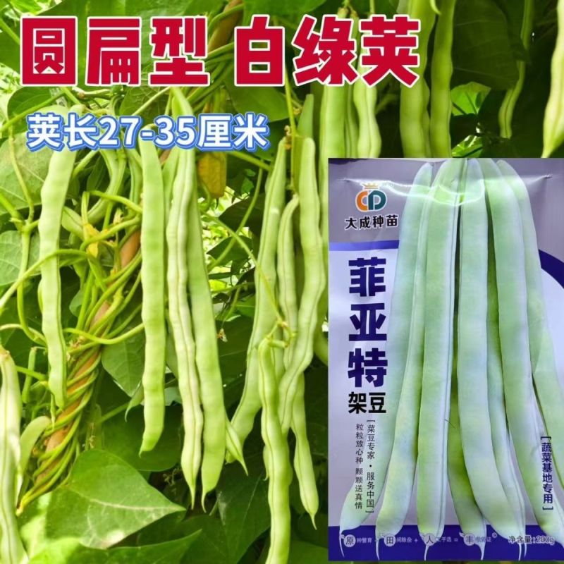 架豆种子菲亚特架豆王种子中熟蔓生白绿芸豆圆扁豆角种籽