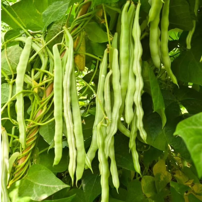 架豆种子菲亚特架豆王种子中熟蔓生白绿芸豆圆扁豆角种籽