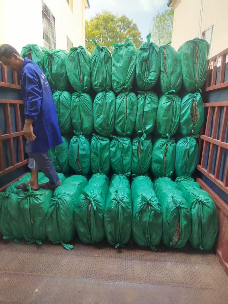 荷叶产地一手货源，量大优惠，对接全国市场电商平台欢迎合作