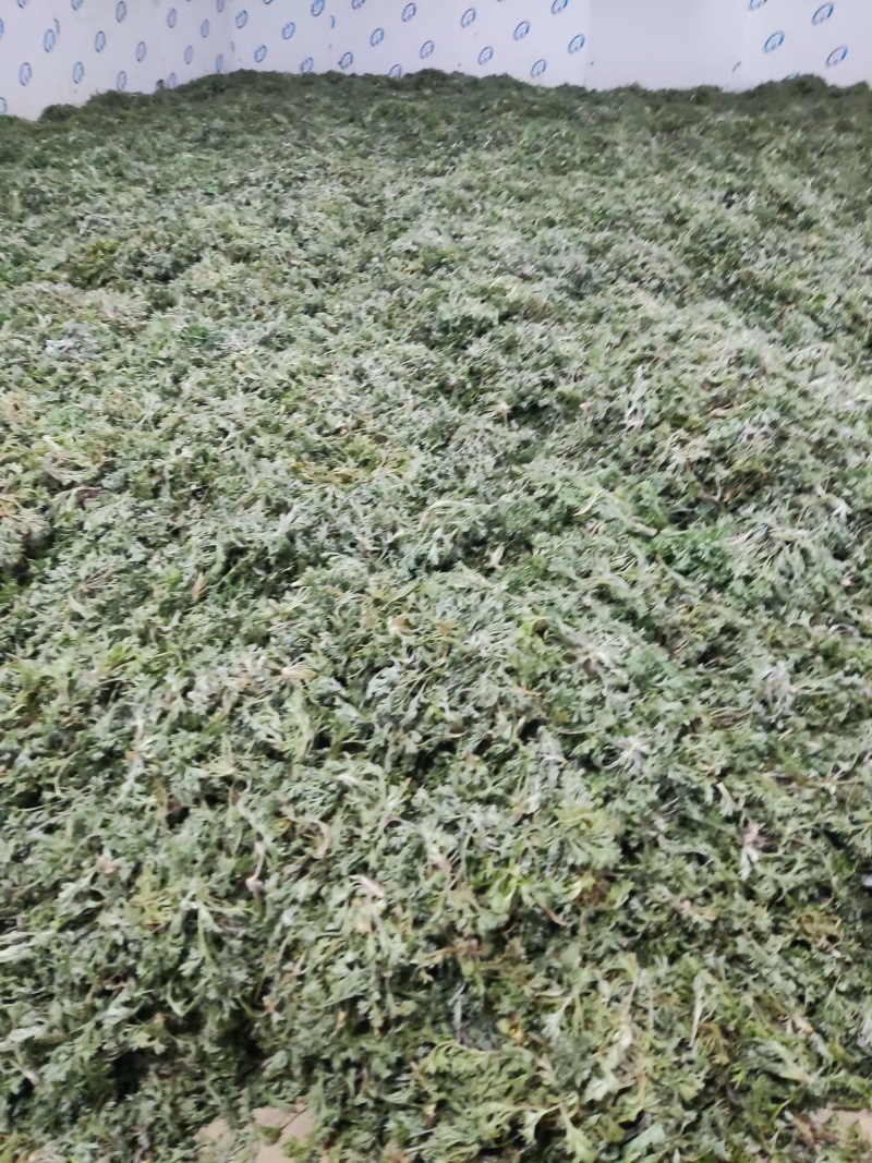 【推荐】茵陈诚信经营量大从优对接全国欢迎咨询