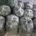 【推荐】茵陈诚信经营量大从优对接全国欢迎咨询
