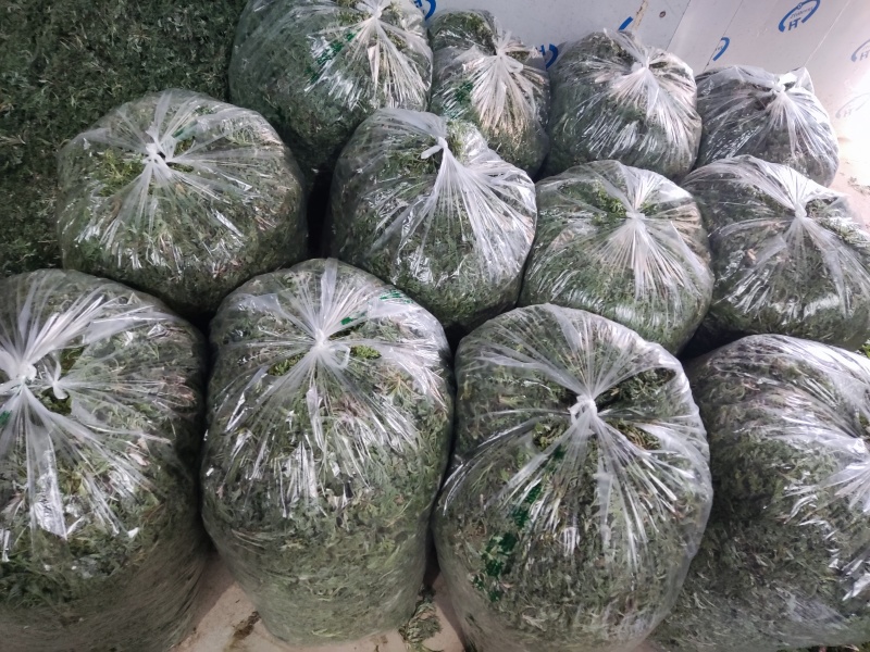 【推荐】茵陈诚信经营量大从优对接全国欢迎咨询