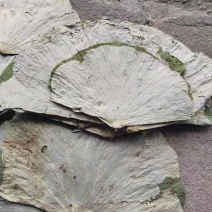 江西荷叶，莲叶，大量有货，产地一手货源，可以视频看货