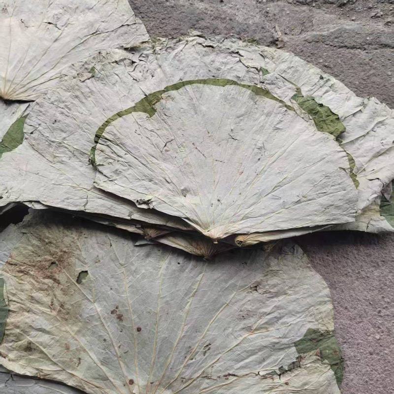 江西荷叶，莲叶，大量有货，产地一手货源，可以视频看货
