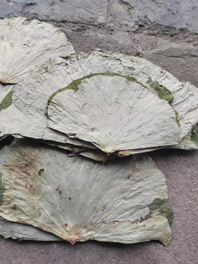 江西荷叶，莲叶，大量有货，产地一手货源，可以视频看货
