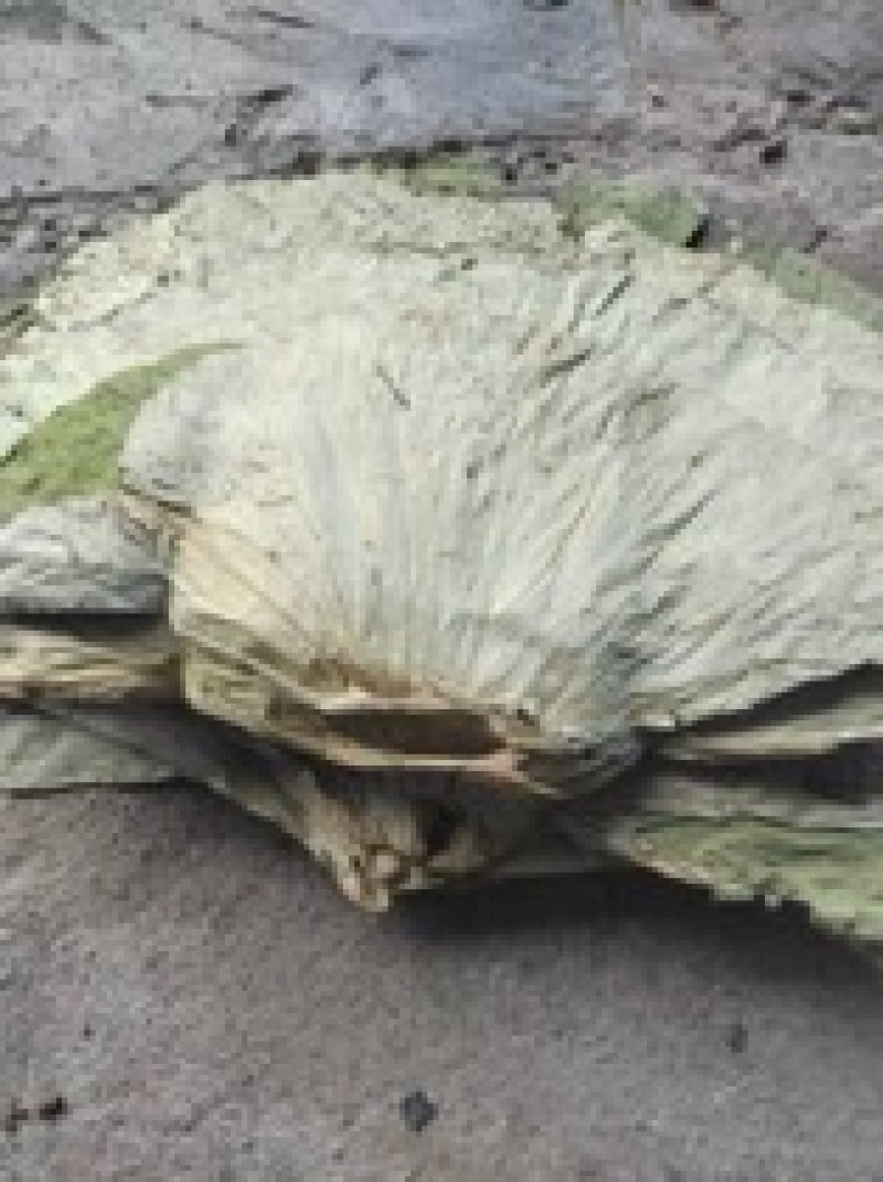 江西荷叶，莲叶，大量有货，产地一手货源，可以视频看货
