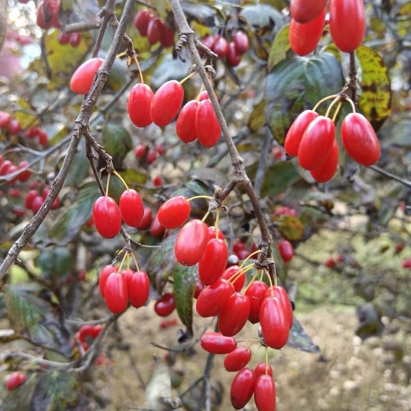 山茱萸无硫磺