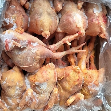 肉食鸡
