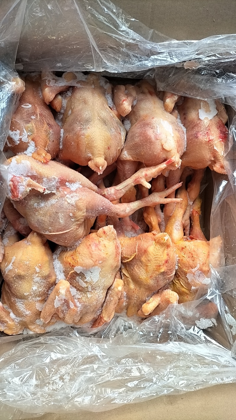 肉食鸡