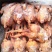 肉食鸡