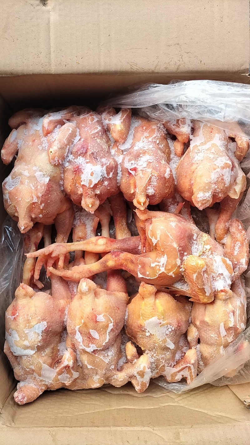 肉食鸡