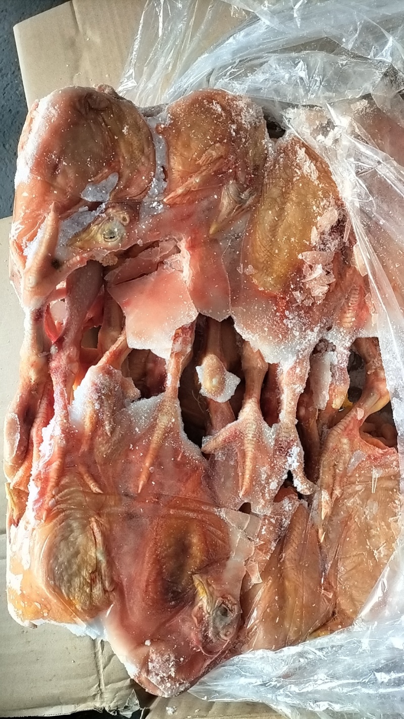 肉食鸡